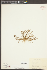 Myosurus minimus image