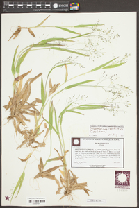 Dichanthelium laxiflorum image