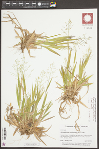 Dichanthelium laxiflorum image