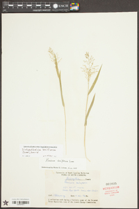 Dichanthelium laxiflorum image