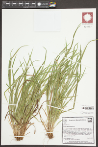 Carex abscondita image