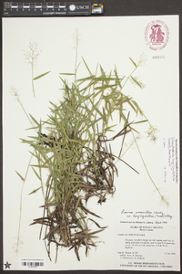 Dichanthelium acuminatum subsp. longiligulatum image