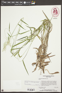 Dichanthelium acuminatum subsp. longiligulatum image