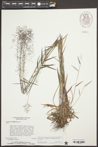 Dichanthelium acuminatum subsp. longiligulatum image