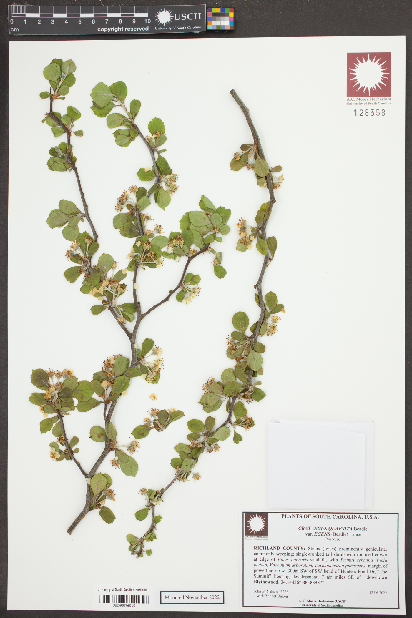 Crataegus quaesita var. egens image