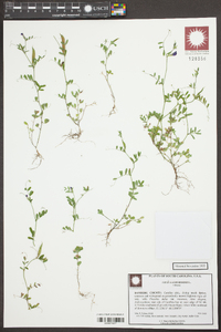 Vicia lathyroides image