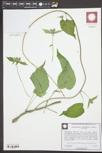 Jacquemontia tamnifolia image