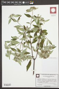 Pycnanthemum loomisii image