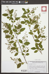 Ligustrum sinense image