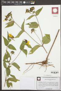 Helianthus resinosus image