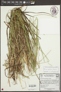 Carex austrina image