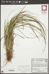 Carex austrina image