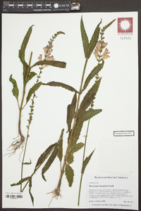 Physostegia leptophylla image