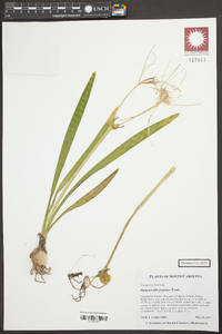 Hymenocallis pygmaea image