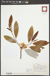 Magnolia virginiana image