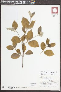 Philadelphus inodorus image