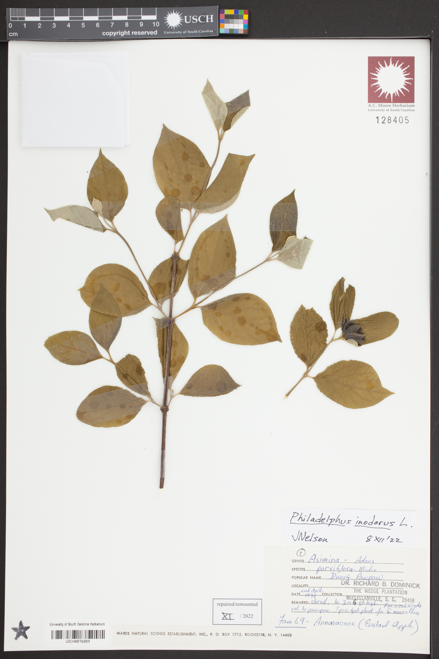 Philadelphus inodorus image