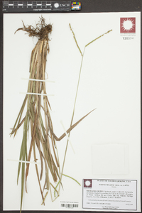 Paspalum laeve var. laeve image