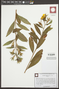 Ludwigia peruviana image