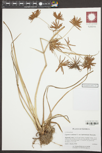 Cyperus esculentus var. leptostachyus image