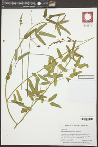 Macroptilium lathyroides image