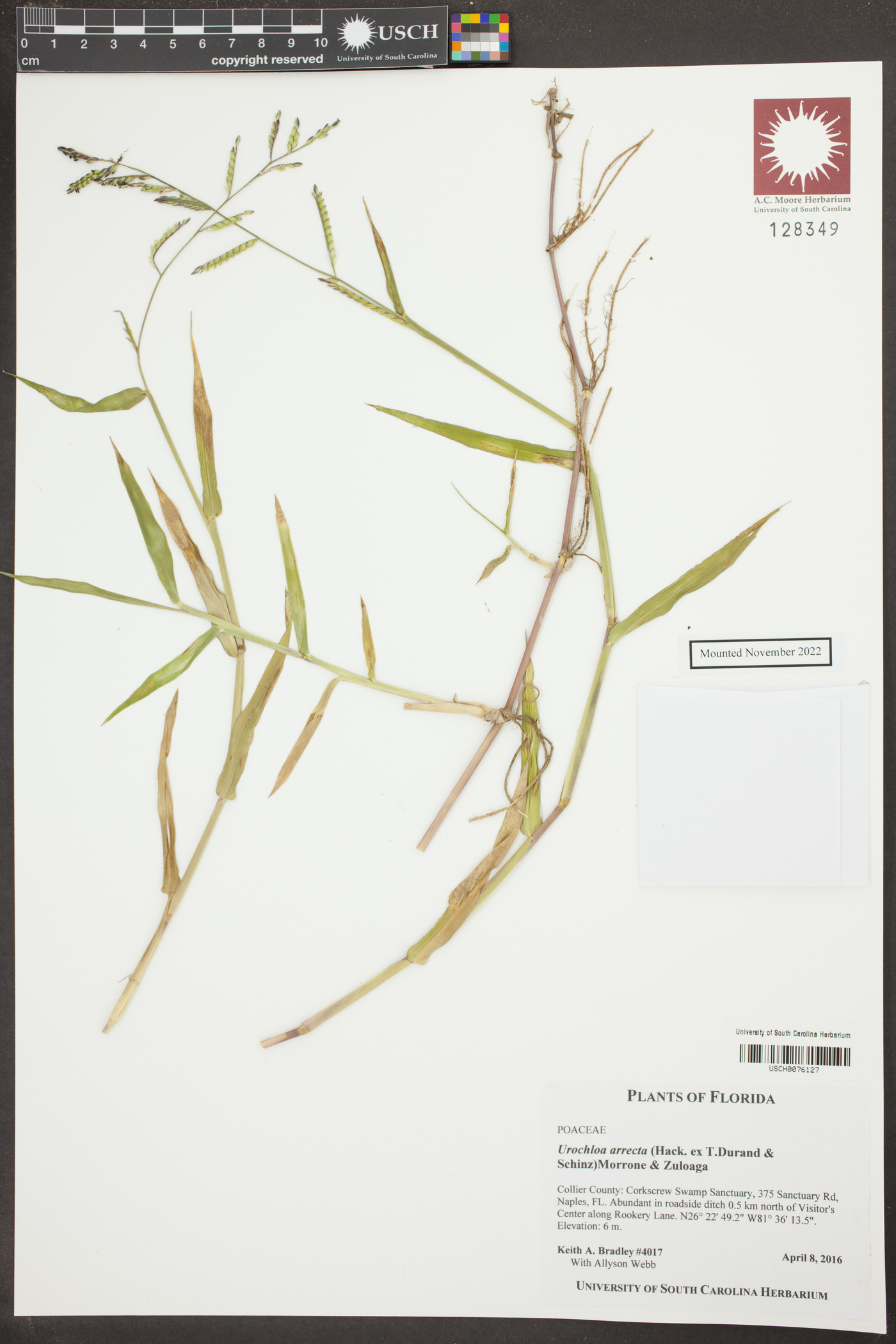 Urochloa arrecta image