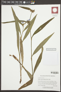 Tradescantia subaspera image