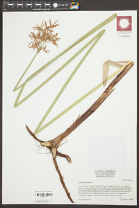 Cyperus articulatus image