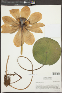 Nelumbo lutea image