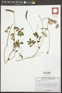 Tephrosia spicata image