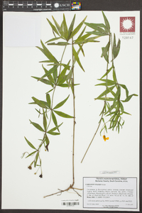 Coreopsis major image