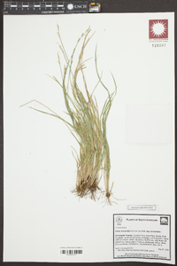 Carex bromoides image
