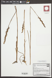 Spiranthes vernalis image