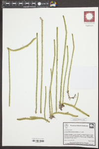Lycopodiella alopecuroides image