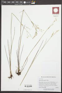 Juncus pelocarpus image