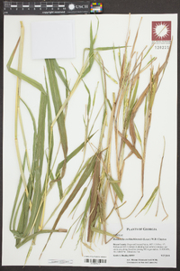 Rottboellia cochinchinensis image