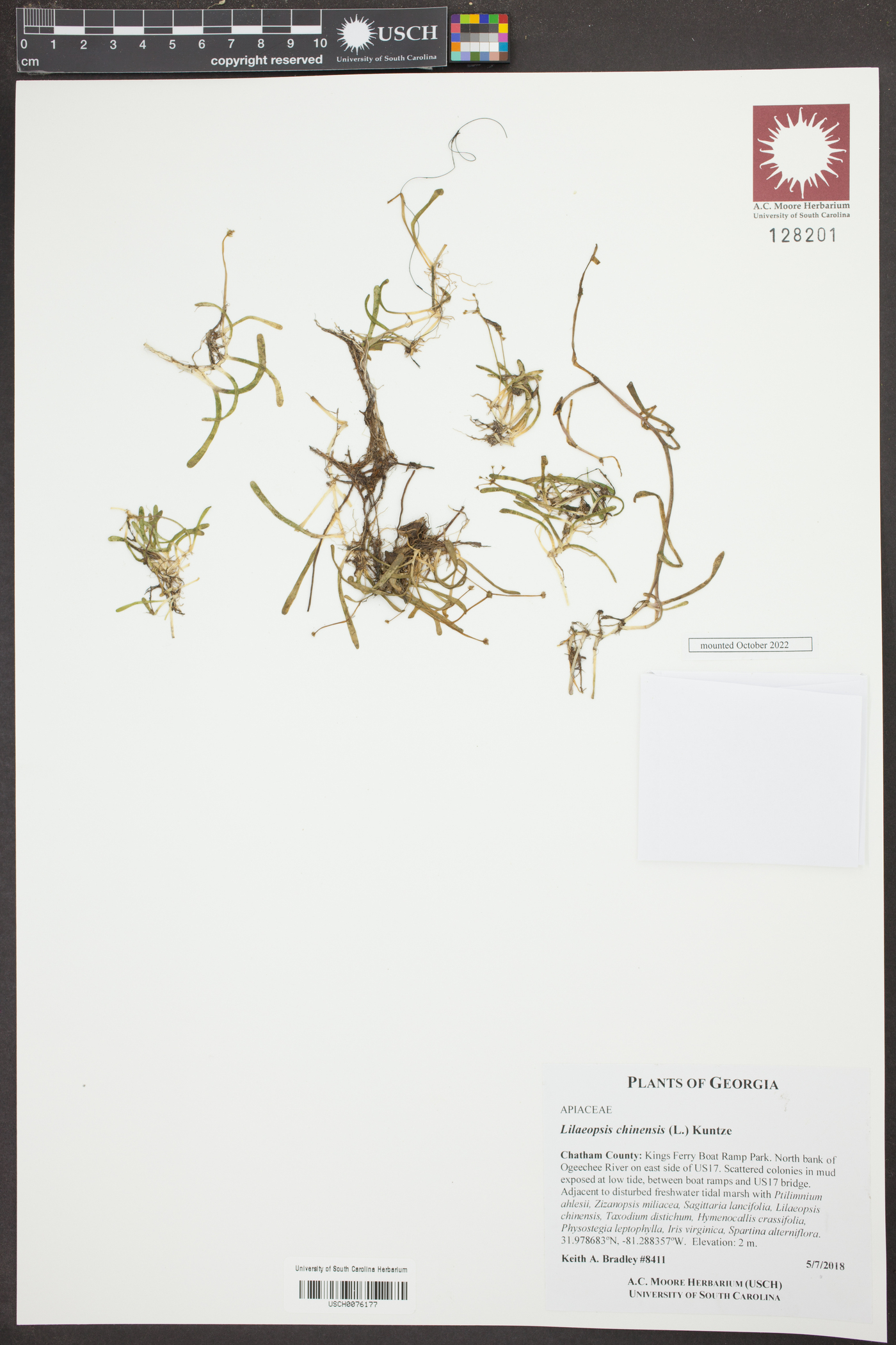 Lilaeopsis chinensis image