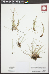 Eleocharis flavescens image