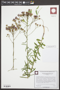 Vernonia angustifolia var. scaberrima image