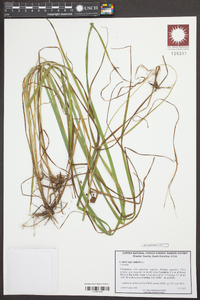 Carex squarrosa image