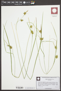 Carex turgescens image