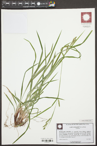 Carex oxylepis image