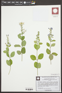 Scutellaria incana image