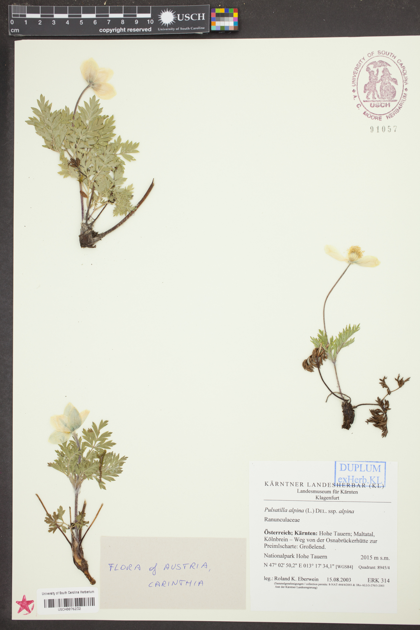 Puccinellia alaskana image