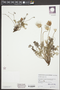 Pulsatilla vulgaris image