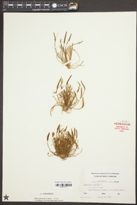Myosurus minimus image