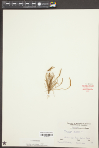 Myosurus minimus image
