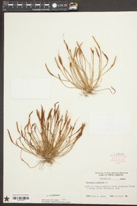 Myosurus minimus image