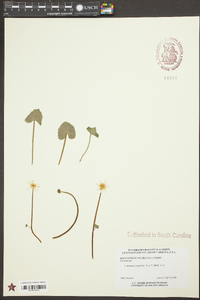 Ficaria verna image