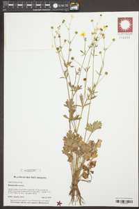 Ranunculus acris image